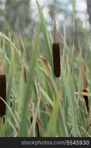 Closeup of cattail grass, Lake Audy Campground, Riding Mountain National Park, Manitoba, Canada