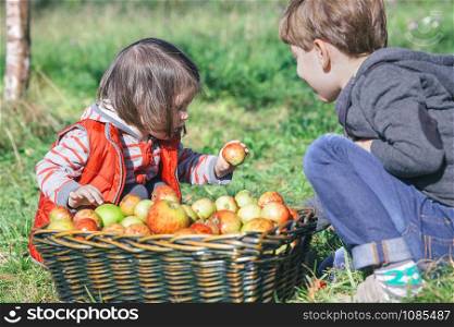 Closeup of children holding fresh organic apple from a wicker basket with fruit harvest. Nature and childhood concept. . Children holding organic apple from basket with fruit