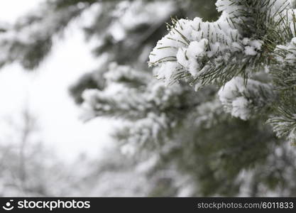 Closeup of Christmas-tree