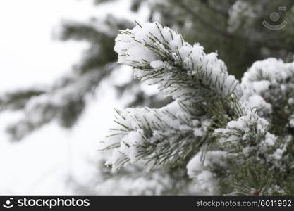 Closeup of Christmas-tree