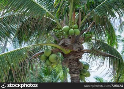 closeup of coconut tree