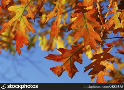 Closeup of colorful fall oak leaves
