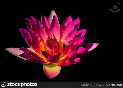Closeup of colorful pink waterlily, isolated on a black background