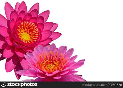 Closeup of colorful pink waterlily, isolated on a white background