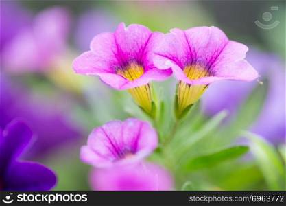 Closeup of colorful purple Petunia (Solanaceae)