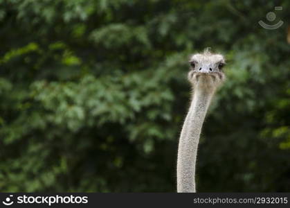 Closeup of Common Ostrich, Struthio camelus with head and neck