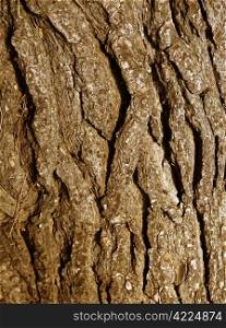 closeup of cracked tree trunk