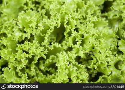 closeup of curly leaves of lollo biondo lettuce
