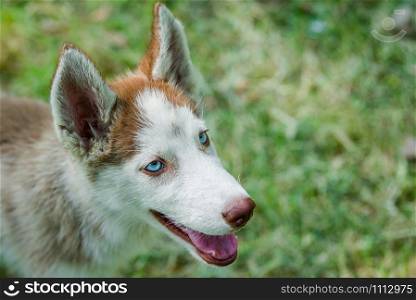 Closeup of cute blue eyed Siberian husky puppy looking above