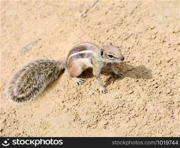 Closeup of cute small Atlantoxerus Getulus squirrel on beach of Fuerteventura.