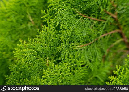 Closeup of cypress tree branch in the hedge in garden. Green leaves background, fresh summer cypress leaves. Texture of Pine branch.