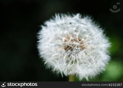 Closeup of dandelion on a blurred background