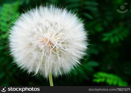 Closeup of dandelion on a blurred green background