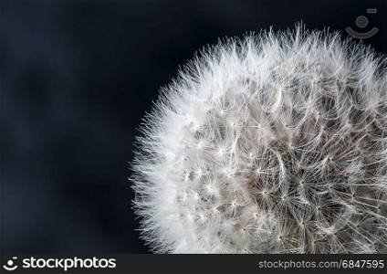 Closeup of dandelion seeds on black background