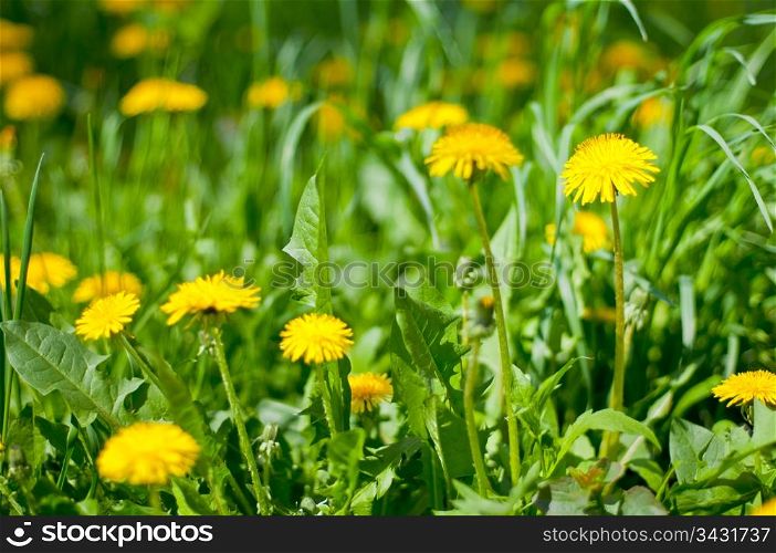 Closeup of dandelions on summer meadow. Sunlight