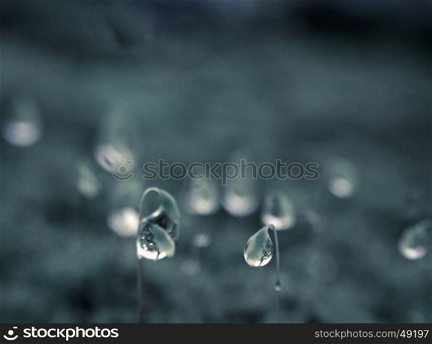 Closeup of dewdrops on Moss Head, Bhimashankar, Maharashtra, India