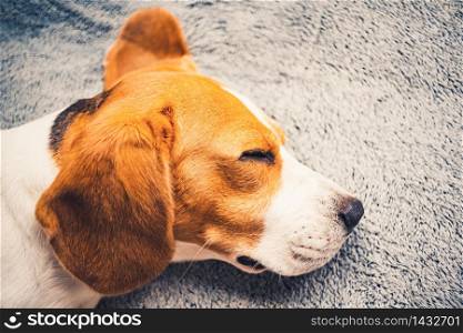 Closeup of dog head with big ears from side. Sleeping beagle dog on a sofa background. Closeup of dog head with big ears from side. Sleeping beagle dog on a sofa.
