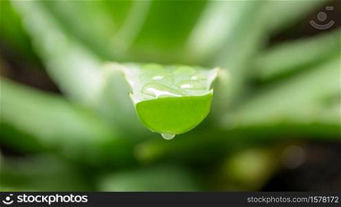 Closeup of drops of rain on aloe vera, It is a plant that has many benefits in medicine and beauty to be extracted into cosmetics as well as food or drink.