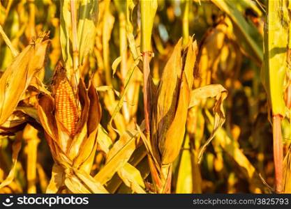Closeup of dry corn on the stalk in the field