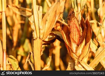 Closeup of dry corn on the stalk in the field