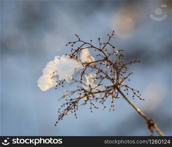 Closeup of dry grass covered by snow and melting ice on sunny day. Beautiful background with bokeh effect in blue