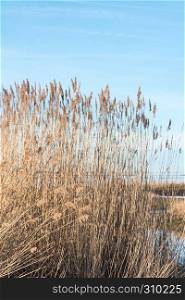 Closeup of dry reeds with fluffy flowers in a bright wetland