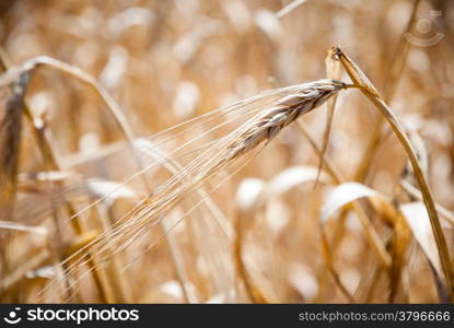 Closeup of dry wheat in a field