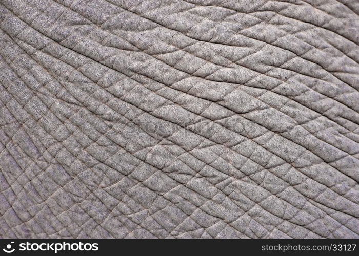closeup of elephant skin as animal background