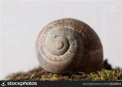 closeup of empty spiral shell with blurry background. snail close up