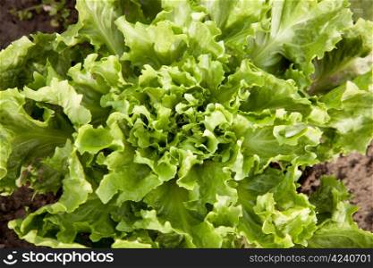 closeup of endive lettuce in the garden