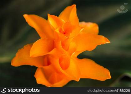 Closeup of Eternal flame flower (calathea crocata).
