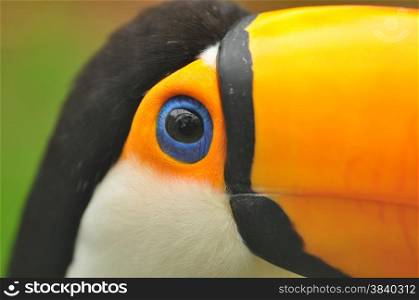 closeup of eye of toucan