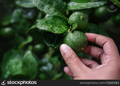 Closeup of Farmer&rsquo;s Hand Picking a Fresh Green Lemon in Organic Farm. Native to Southeast Asia. Shot on Rainy Day or after Watering.
