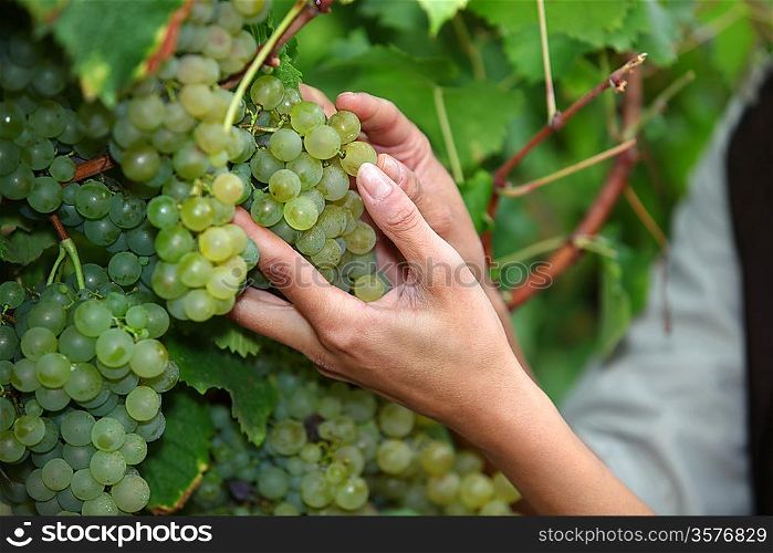 Closeup of female hands picking grapes