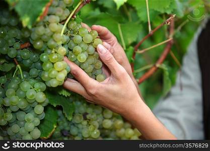 Closeup of female hands picking grapes