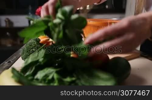 Closeup of female hands putting wet spinach leaves into plastic salad spinner in the kitchen while preparing healthy food at home. Foreground colorful friuts and vegetables laying on the table. Mechanical greens dryer
