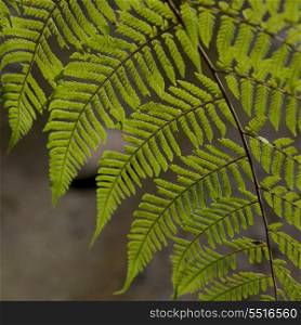 Closeup of fern leaf, Macaw Mountain Bird Park, Copan, Copan Ruinas, Honduras