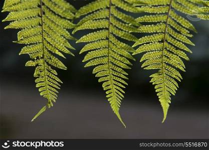 Closeup of fern leaves, Macaw Mountain Bird Park, Copan, Copan Ruinas, Honduras