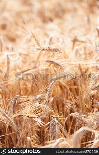 Closeup of field of ripe golden rye