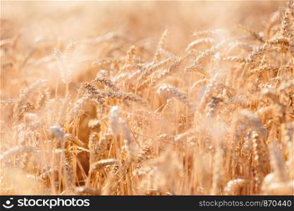 Closeup of field of ripe golden wheat
