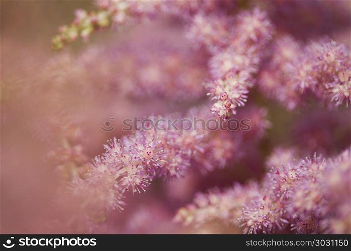 Closeup of flower. Flower background