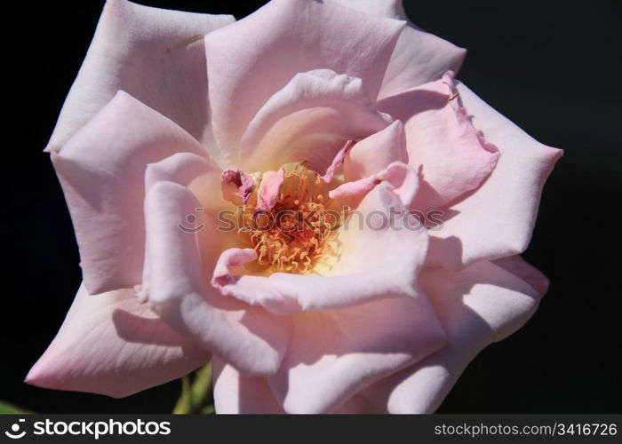 closeup of flower in spring