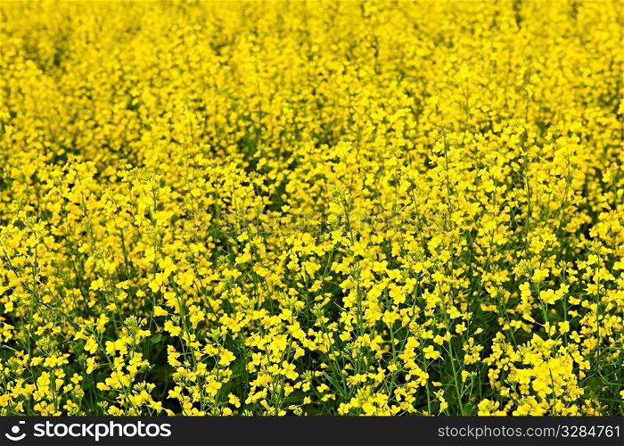 Closeup of flowering canola or rapeseed plants in field