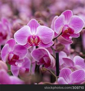 closeup of flowering pink orchids in dutch greenhouse