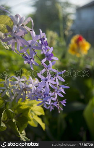 Closeup of flowers, Cayman Cay, Utila Island, Bay Islands, Honduras