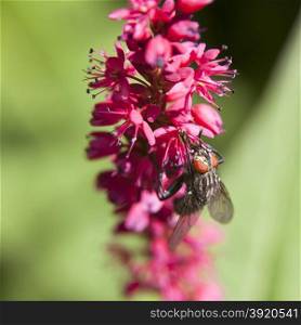 closeup of fly on pink flowers of persicaria