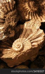 closeup of fossilized ammonites