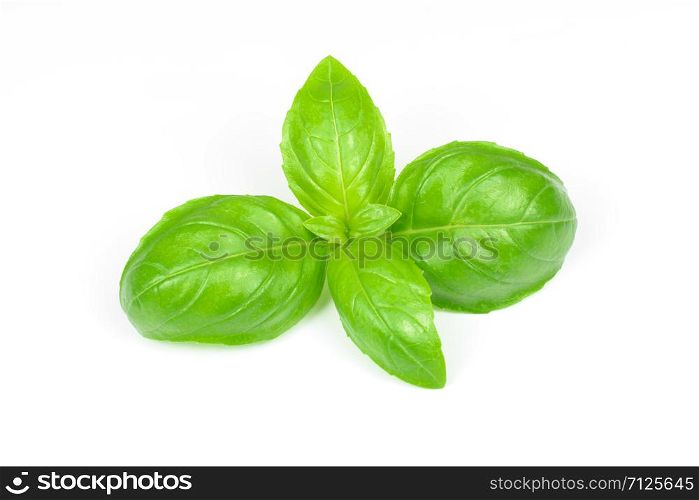 Closeup of fresh basil leaves isolated on a white background.