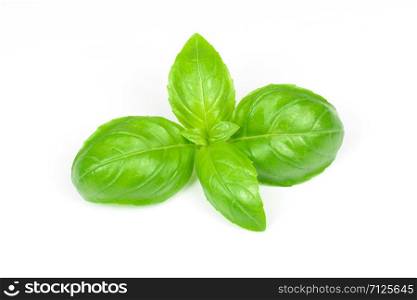 Closeup of fresh basil leaves isolated on a white background.