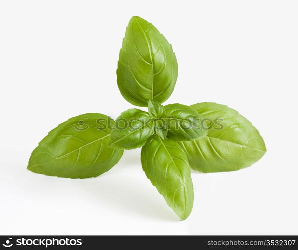 Closeup of fresh basil sprig on a white background.